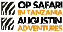 safari_august_tanzania